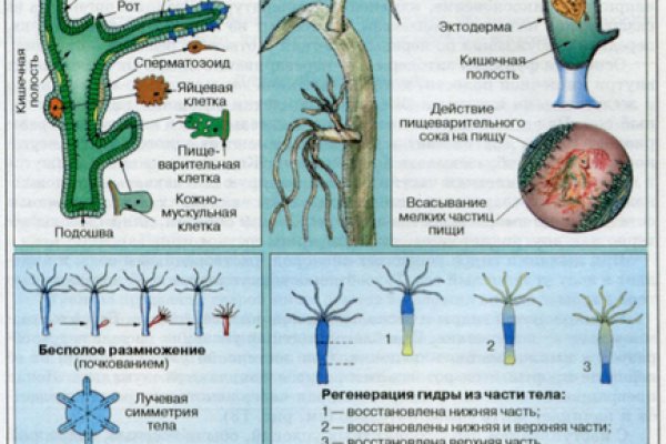 Ссылка на кракен тор магазин